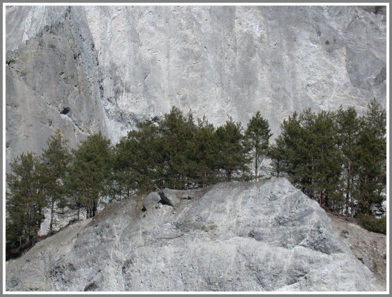 Die Bume haben es schwierig einen geeigneten Standort zu finden in der Vorderheinschlucht bei Versam-Safien. (04.03.2007)