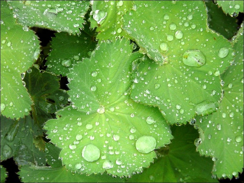 Die Bltter des Frauenmantels sind nach einer Regenschauer besonders schn. 07.06.08