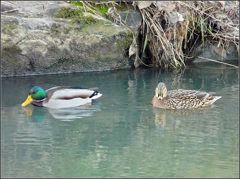 Die Enten auf der Alzette zwischen Mersch und Lintgen erfreuen sich an den recht milden Temperaturen am 28.12.08. (Jeanny)