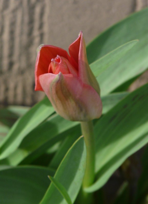 Die erste Tulpe in unserem Garten in Erpeldange/Wiltz (Luxemburg) am 31.03.08.