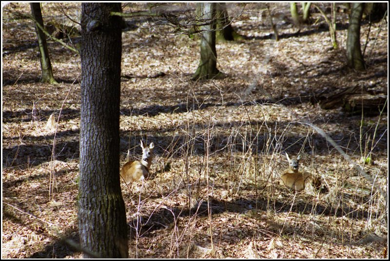 Die ersten zaghaften Strahlen der Frhlingssonne nutzend, ruhen sich diese beiden Rehe im Mrz 2005 im Chemnitzer Kchwald aus. Wichtig gerade fr diese Tiere, da sie im Kchwald kaum Ruhe vor Joggern und vor allem unvernnftigen Hundebesitzern finden. Nur ein geringer Prozentsatz leint seine Kter an - die groe Mehrzahl lsst sie ordnungswidrig frei laufen und oft werden die Rehe von diesen gehetzt - dies konnte ich schon mehrfach beobachten! Hier helfen offenbar nur drastische Strafen - an die Vernunft der Leute kann man heutzutage wohl leider nicht mehr appelieren.