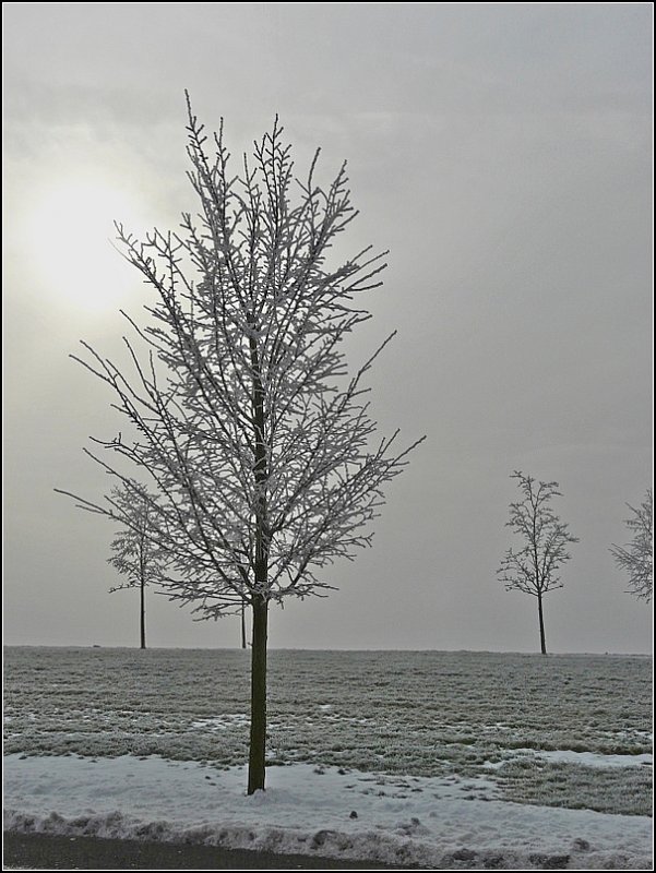 Die fahle Wintersonne versuchte sich gegen den Nebel am 29.11.08 durch zu setzen. (Jeanny)