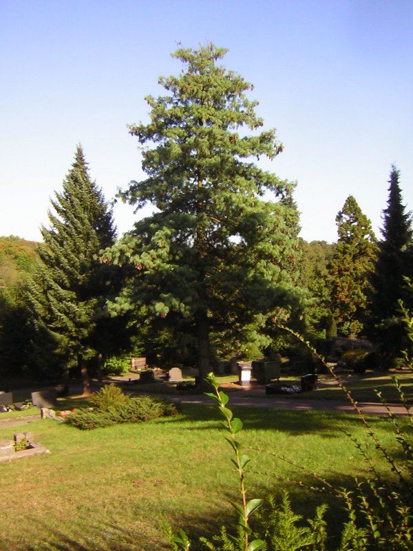 Die Fotografie stammt vom Friedhof in Saarbrcken-Ensheim.