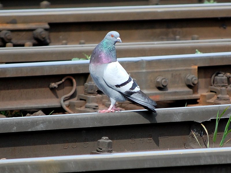 Die Gleise des Welser Hbf hat 
sich diese Taube ausgesucht um
auf Nahrungssuche zu gehen. 
(12.04.2008) 