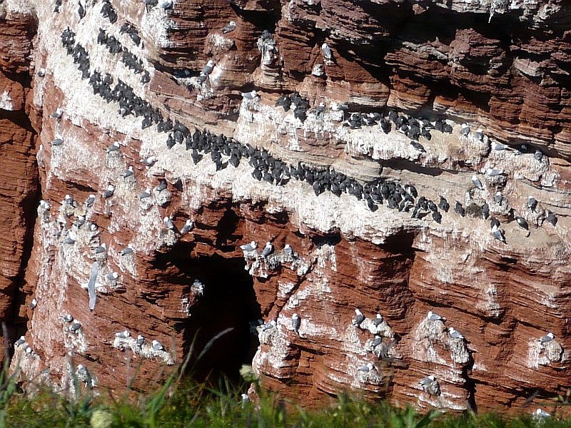 Die  Lummenfelsen  an der Nordwest-Kste von Helgoland, aufgenommen am 16.05.2008