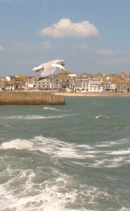 Die Mwe und das Meer, im Hintergrund St.Ives.
(April 2008)