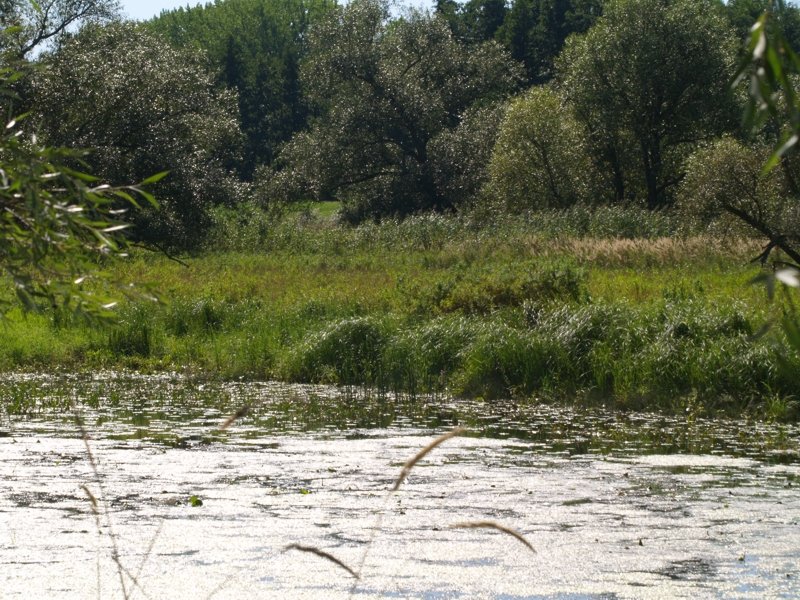 Die Oder bildet immer wieder kleine Tmpel. In der Nhe der Oder bei Reitwein August 2008.