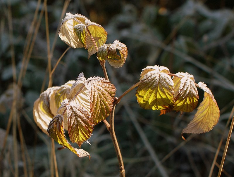 Die Oktobersonne erwrmt langsam die frostigen Bltter.
(Oktober 2009)