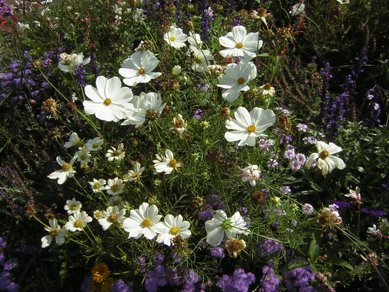 Die Pflanze stammt aus dem Deutsch-Franzsichen-Garten.