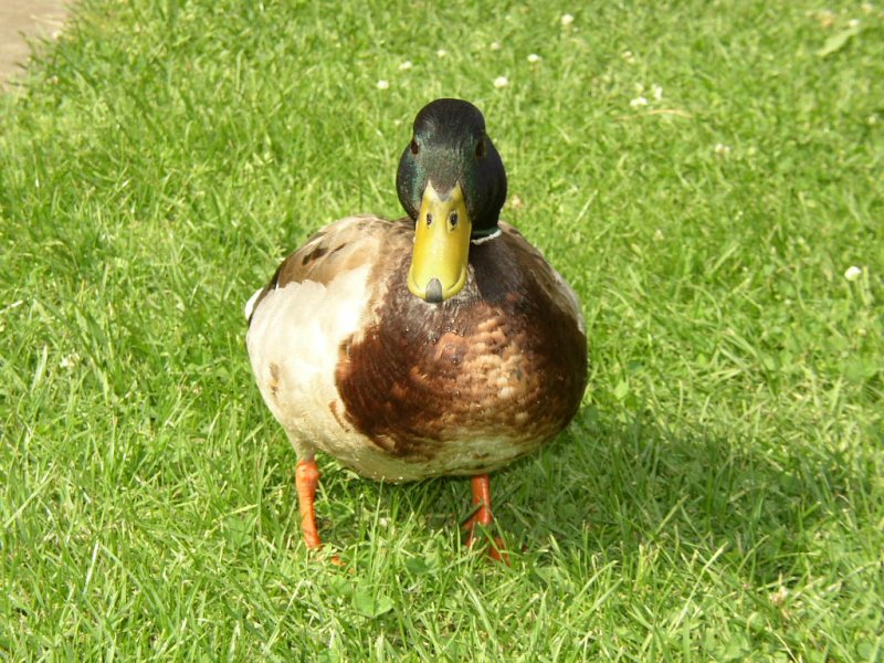 Die selbe Ente wie ID 1434. Trier Palastgarten, am 13.06.07