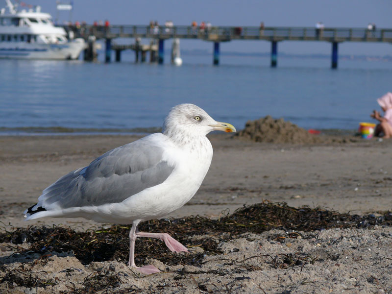 Die Strandpolizei (Mwe) eilt zum Einsatzort; Boltenhagen, 20.09.2009
