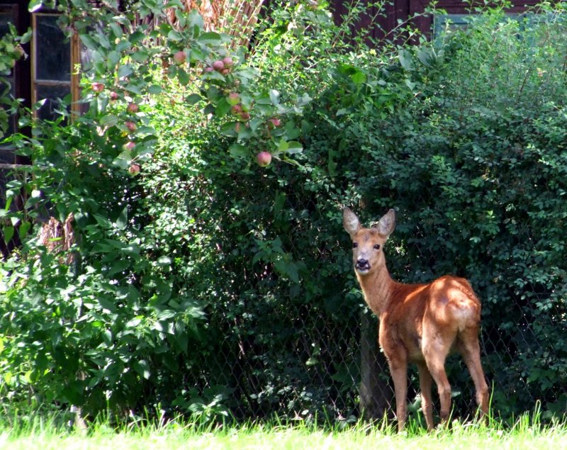 Die sssesten Frchte gibt´s in Nachbars-Garten; 080924