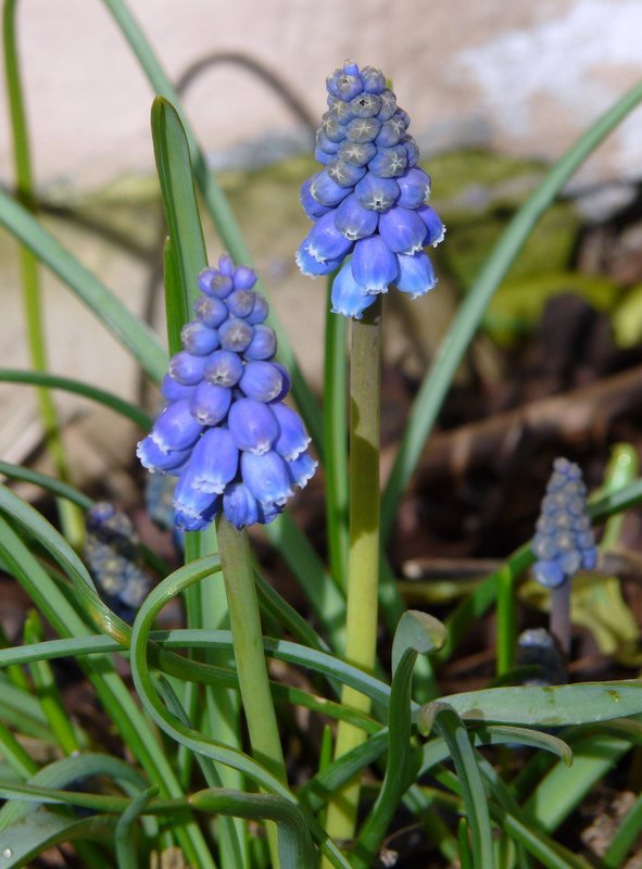 Die Traubenhyazinthen haben auch angefangen zu blhen in Erpeldange/Wiltz (Luxemburg) am 30.03.08.