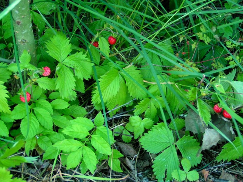 Die Walderdbeeren sind reif 070607