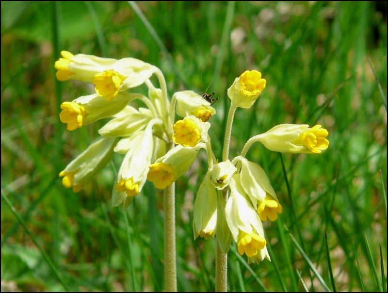 Die wilden Schlsselblumen findet man uerst selten. Das Foto wurde in der Nhe von Erpeldange/Wiltz (Luxemburg) am 04.05.08 gemacht.