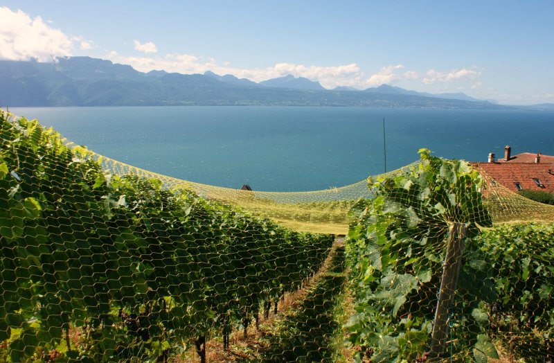 Die Zeit ist reif die Reben mit Netzen zu schtzen, damit die zunehmend sssen Trauben im Weinfass und nicht in den Mgen der Vgel landen. 
Wenn die Weinlese in wenigen Wochen beginnt ist der Lavaux auch fr die Wanderer nur noch eingeschrnkt begehbar.
(13.08.2008) 