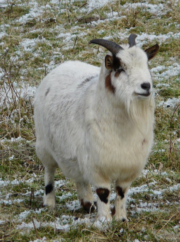 Die Ziege braucht sich wegen der eisigen Temperaturen keine Sorgen zu machen. Sie hat ihren Pelzmantel immer dabei! Kautenbach (Luxemburg) 25.12.07