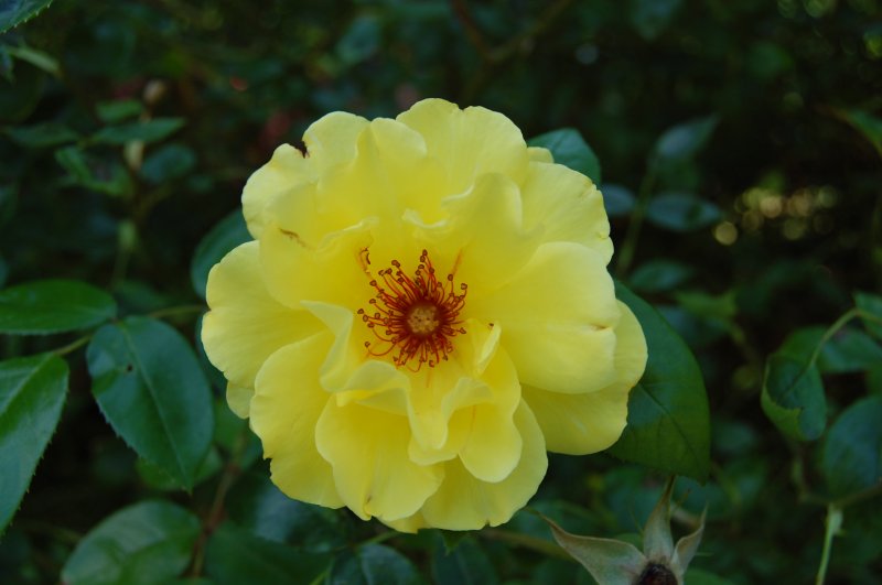 Diese, aus der Hand auf Mainau fotografierte sehr schne Blume, gehrt zu den Edelrosen