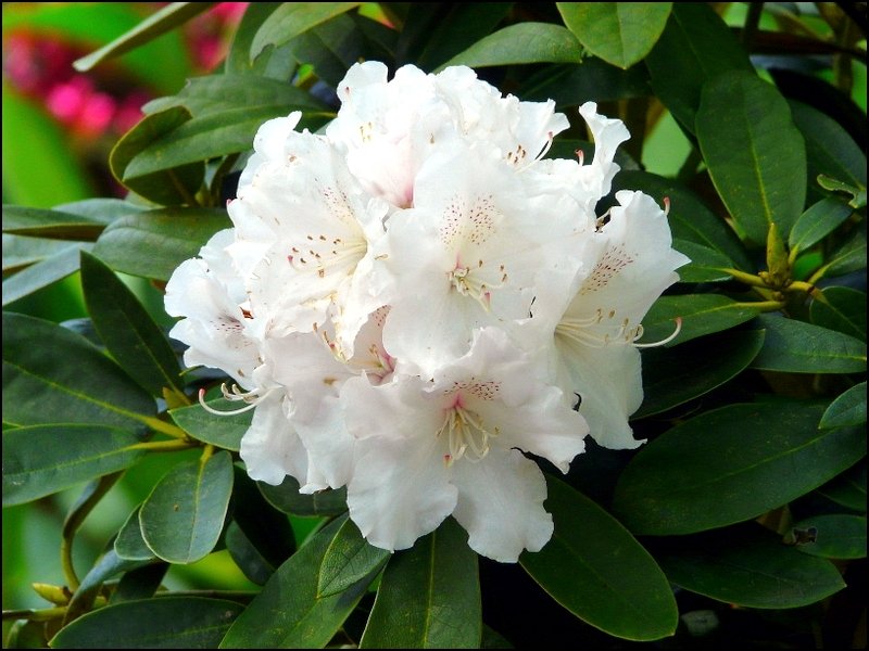 Diese Azalee habe auf einem Blumenmarkt in Kautenbach gesehen. 04.05.08