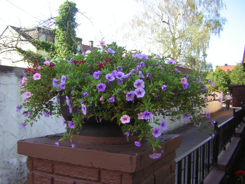 Diese Blumen wurden in Saarbrcken-Ensheim Fotografiert.