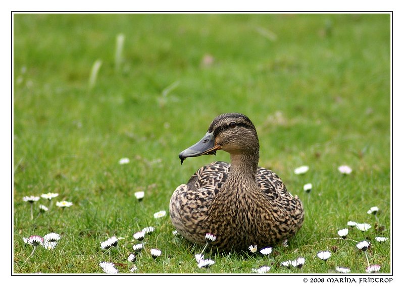 Diese Ente hatte sich den Botanischen Garten in Duisburg ausgesucht, um Siesta zu halten.