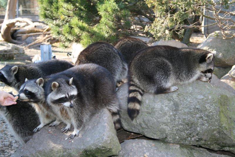 Diese ewig hunrige Waschbrenbande kann man im Heimattierpark Hirschfeld beobachten.