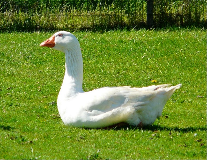 Diese Gans habe ich am 11.05.08 in Goeblange (Luxemburg) fotografiert.