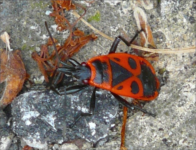 Diese gemeine Feuerwanze (pyrrhocoris apterus) habe ich am 06.07.08 im Straengraben entdeckt. 06.07.08