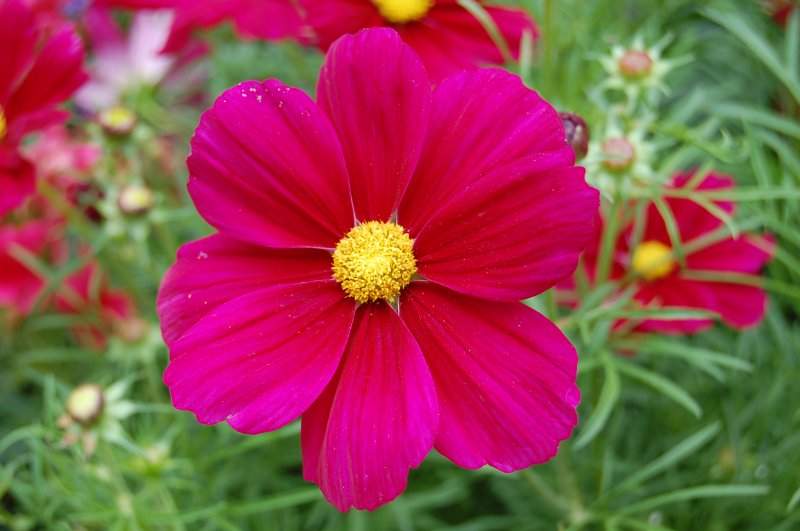 Diese leuchtende Blume gehrt zu den Taglilien, ebenfalls auf Mainau fotografiert.