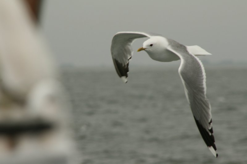 Diese Mve schaut ob es was zu holen gibt.Aufgenommen am 15.07.08 bei der berfahrt auf die Hallig Hooge.