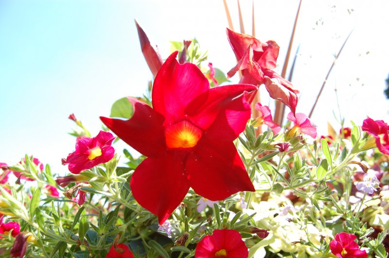 Diese schne Pflanze, die ich auf dem Boden liegend gegen die Sonne fotografiert habe, entdeckte ich auf der Insel Mainau.