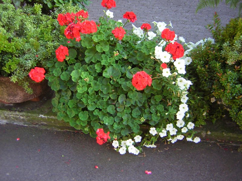 Diese schnen Blumen sind auch in Ensheim-Saar zu sehen.