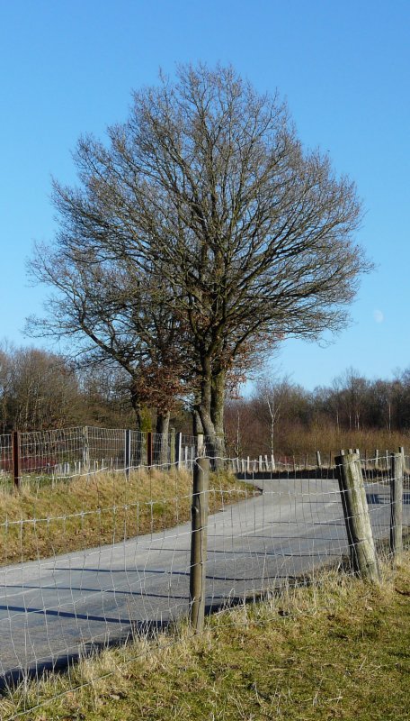 Diese Strae fhrt von Berl nach Pommerloch (Luxemburg). Der Mond ist auch tagsber allgegenwrtig. 19.12.07