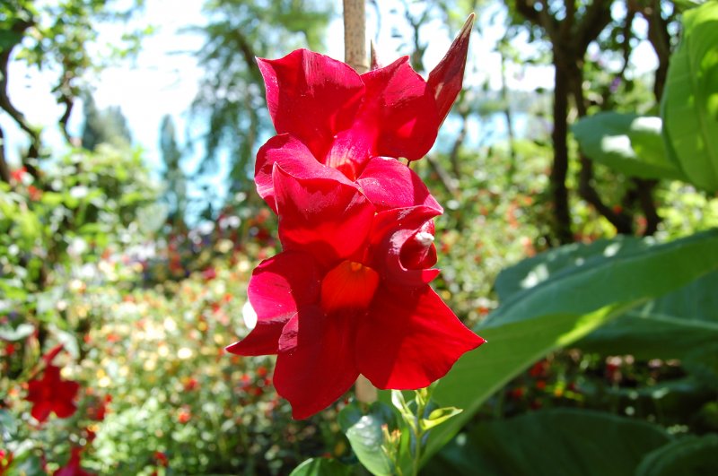 Diese wohl spezielle Zchtung, fand ich ebenso auf Mainau