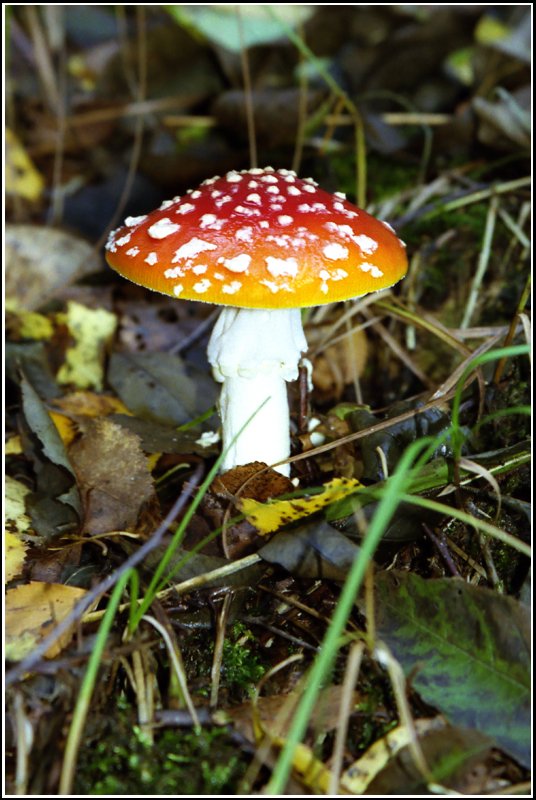 Diesen herrlichen Fliegenpilz entdeckte ich im Oktober 2006 im Wald bei Wittgensdorf im Chemnitztal.