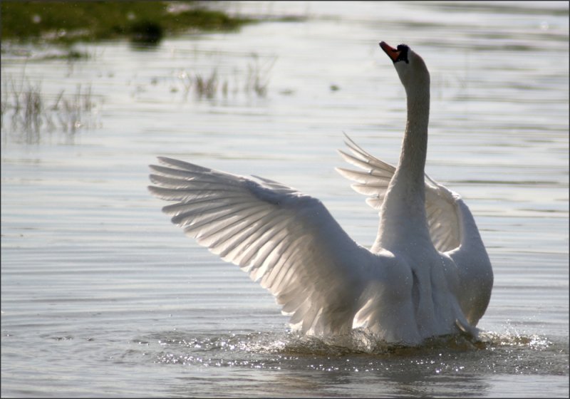 Diesen Prahlhans durften wir Ostersonntag am Rhein in Duisburg-Walsum bewundern. Im Bereich der Fhre (Orsoy/Walsum) tummeln sich immer zahlreiche Schwne, Mwen, Enten, Kanada-Gnse und Krhen.