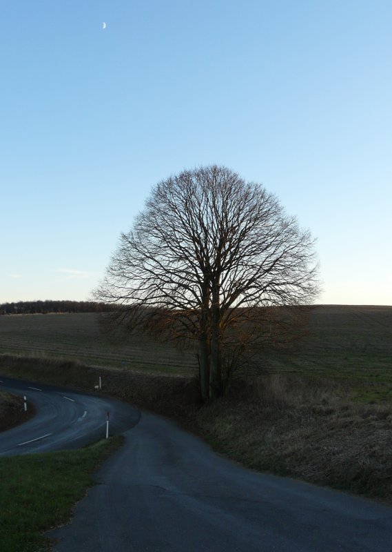 Dieser Baum steht an der Strae von Alscheid und Merholtz (Luxemburg). Der Mond war auch schon aufgegangen. 17.12.07
