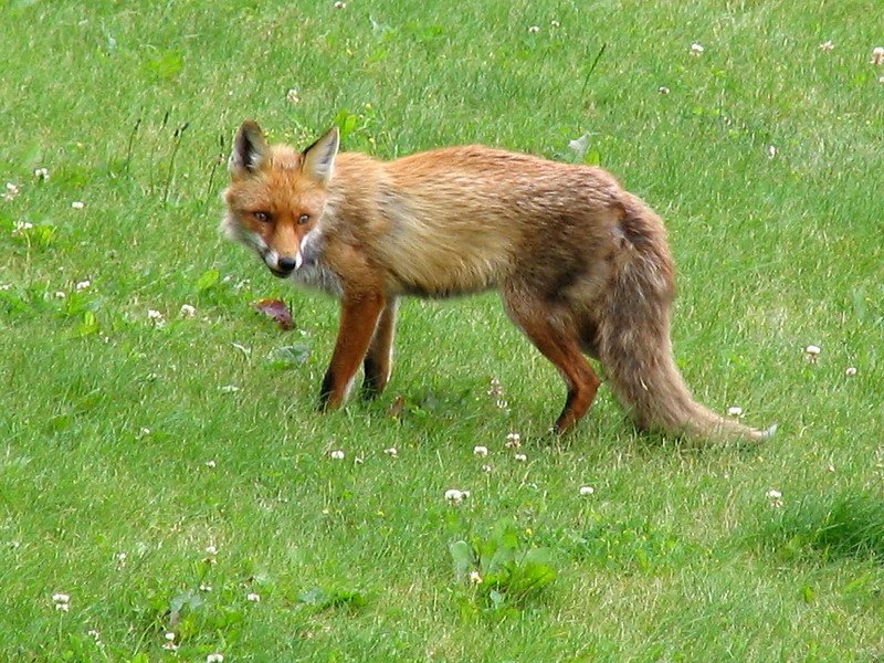 Dieser Reinicke Fuchs spatzierte vor meinem Balkon rum er suchte wohl was Frebares lies sich von mir nicht stren selbst dann auch nicht als er merkte das ich auch da war.