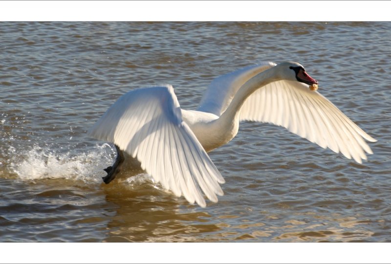 Dieser Schwan hat ein Stck Brtchen ergattert und macht sich damit auf die Flucht. Fotografiert am Rhein in Duisburg-Homberg.