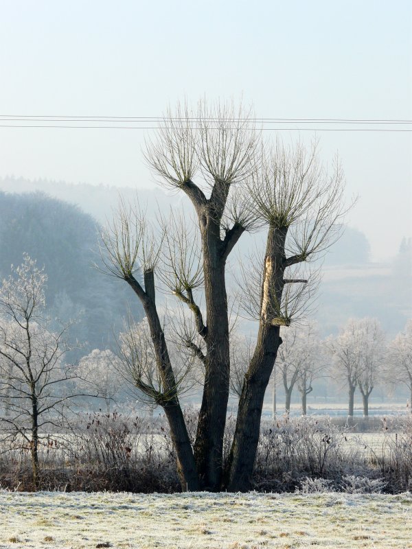 Dieser skurrile Baum steht im Alzettetal in der Nhe von Mersch (Luxemburg). 22.12.07