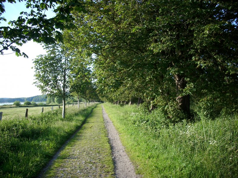 Dieser Wanderweg bei Bergen/Rgen war einst die ehmalige Kleinbahntrasse Bergen/Rgen-Altenkirchen.