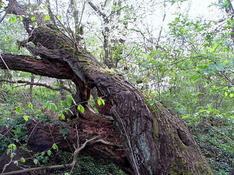 Dieses Bild gefiehl mir so weil der Baum hatte die hnlichkeit eines Paares die Zrtlichkeiten austauschen