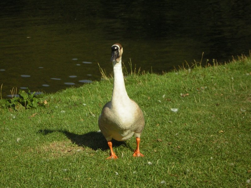 Dieses Bild wurde im Deutsch-Franzsichen-Garten aufgenommen.