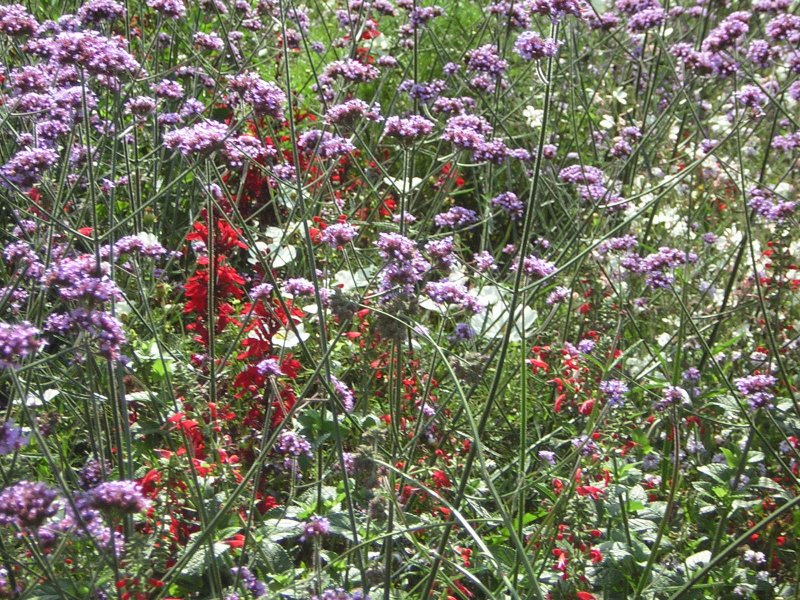 Dieses Foto ist eine Aufnahme aus dem Deutsch-Franzsichen Garten in Saarbrcken.