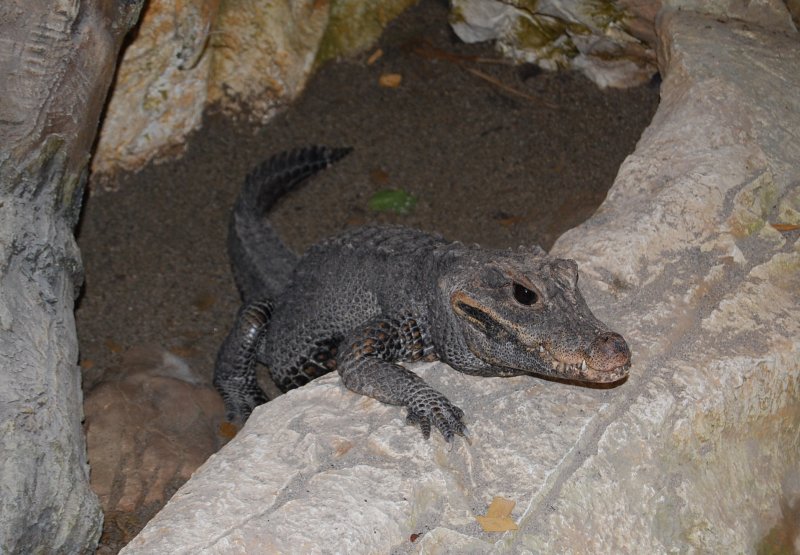 Dieses Krokodil wohnt im Reptilienzoo Klagenfurt
und rastet sich etwas aus.(07.06.2007)