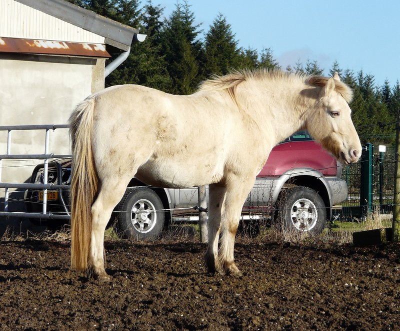 Dieses Pferd begegnete mir bei einem Spaziergang in Alscheid (Luxemburg) am 06.01.08.