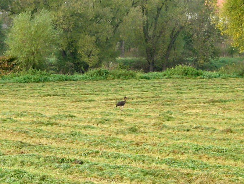 Direkt an der Mulde bei Trebsen ging ein Schwarzstorch auf Beutefang, 29.10.07