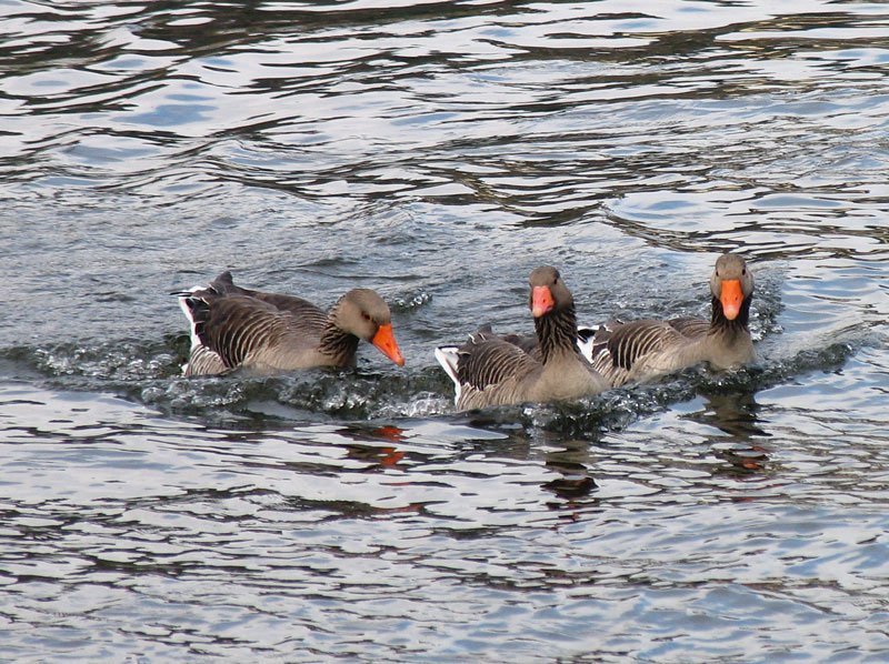 Drei Graugnse beim Fototermin auf der Elbe, Dresden, 26.02.2008
