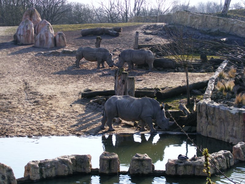Drei Nashrner im Gelsenkirchener Zoo am 1. April 2009.