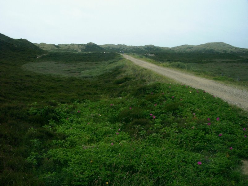 Dnen auf der Insel SYLT (Weg nach List)
2003